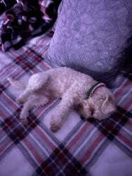 Lost Male Dog last seen Squire dr and Biltmore blvd, Florence, KY 41042