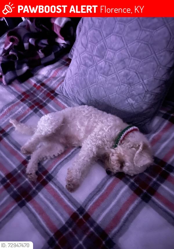 Lost Male Dog last seen Squire dr and Biltmore blvd, Florence, KY 41042