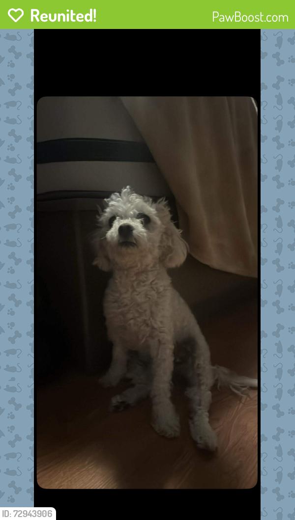 Reunited Female Dog last seen Near s del Norte Ontario Ca , Ontario, CA 91761