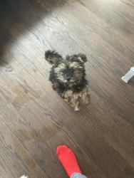 Lost Female Dog last seen 94th Racine Ave, Chicago, IL 60636