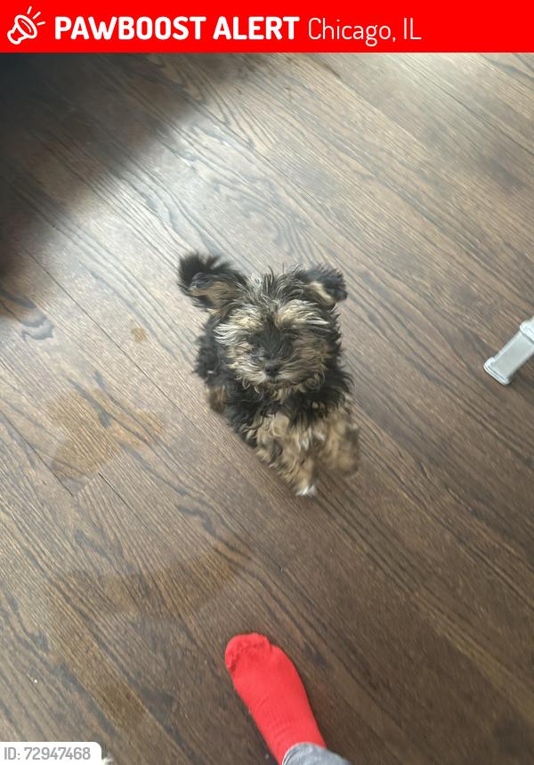 Lost Female Dog last seen 94th Racine Ave, Chicago, IL 60636