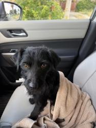 Found/Stray Male Dog last seen Parkway ests , Sacramento, CA 95823