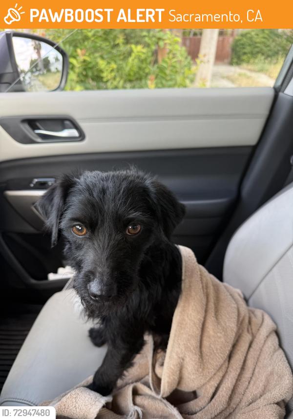 Found/Stray Male Dog last seen Parkway ests , Sacramento, CA 95823