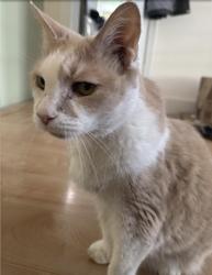 Reunited Male Cat last seen 32nd Ave SW between Roxbury and SW Barton, Seattle, WA 98126