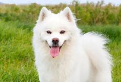 Reunited Male Dog last seen Bennet Lawson and 1187, Rendon, TX 76063