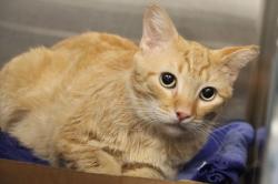 Shelter Stray Male Cat last seen , Tucson, AZ 85745