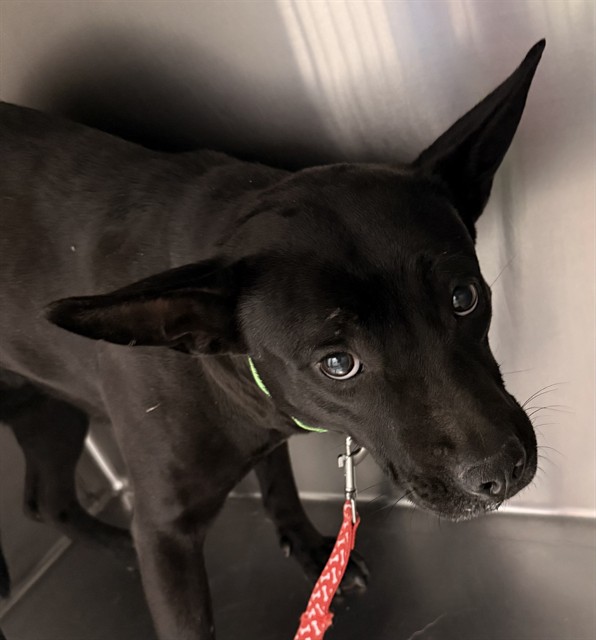 Shelter Stray Female Dog last seen , Tucson, AZ 85745