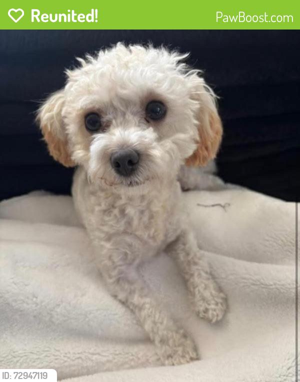 Reunited Female Dog last seen Spencer and Pyle, Las Vegas, NV 89183