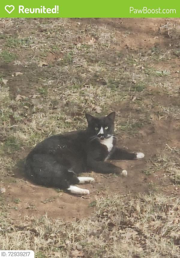 Reunited Male Cat last seen Forest Oaks Neighborhood, Edmond, OK 73013