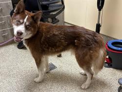 Shelter Stray Male Dog last seen Near BLOCK CONSTITUTION AVE, COLORADO SPRINGS CO 80951, Colorado Springs, CO 80905