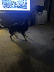 Reunited Male Dog last seen McAllister Park trails, San Antonio, TX 78247