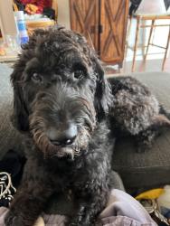 Reunited Male Dog last seen Monserate and Milan , Chula Vista, CA 91910