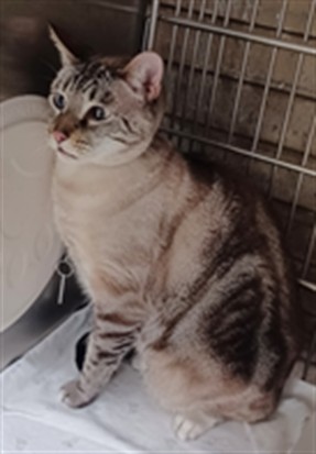 Shelter Stray Male Cat last seen , Irwindale, CA 91706