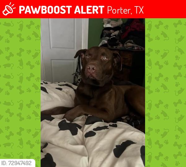 Lost Male Dog last seen Old sorted road , Porter, TX 77365