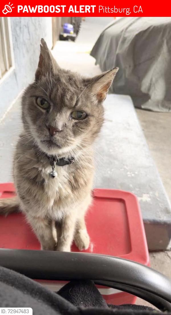Lost Male Cat last seen W12Th 1200 Block Beacon St. , Pittsburg, CA 94565