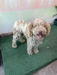 Shelter Stray Female Dog last seen , Irwindale, CA 91706