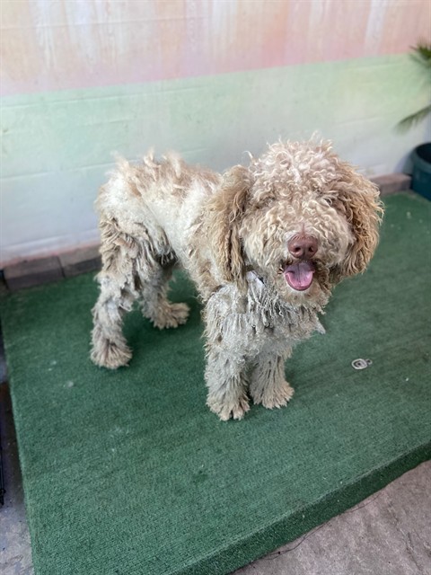 Shelter Stray Female Dog last seen , Irwindale, CA 91706