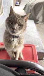 Lost Male Cat last seen W12Th 1200 Block Beacon St. , Pittsburg, CA 94565