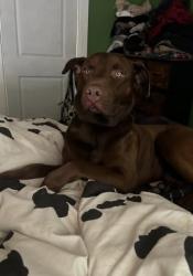 Lost Male Dog last seen Old sorted road , Porter, TX 77365