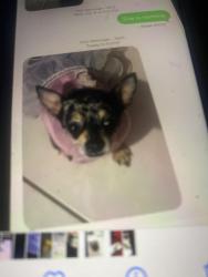 Lost Female Dog last seen Deerfield beach, Deerfield Beach, FL 33441