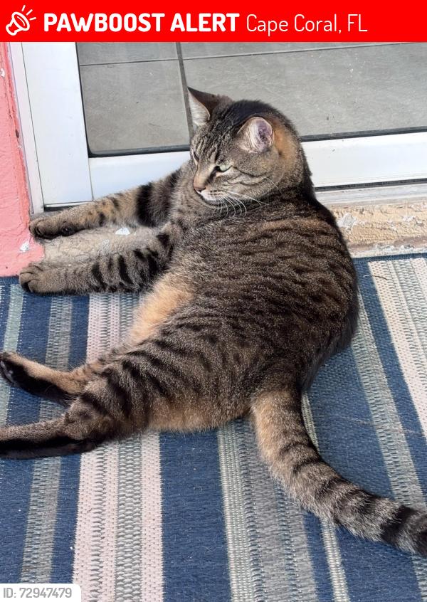 Lost Male Cat last seen NW 11th Ter and 27th Ave, Cape Coral, FL 33993