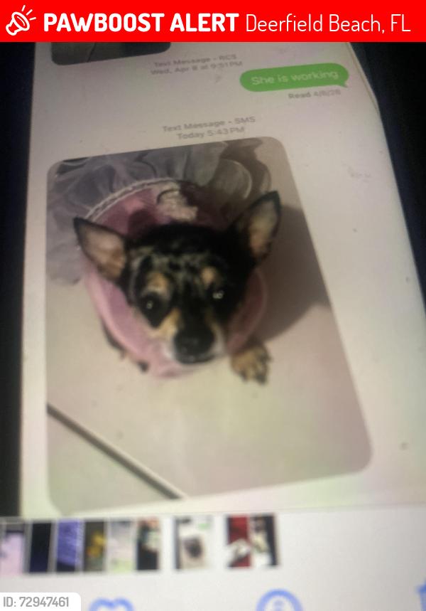 Lost Female Dog last seen Deerfield beach, Deerfield Beach, FL 33441