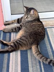 Lost Male Cat last seen NW 11th Ter and 27th Ave, Cape Coral, FL 33993