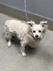 Shelter Stray Male Dog last seen Near BLOCK W CRAIG RD, NORTH LAS VEGAS NV 89032, Las Vegas, NV 89101