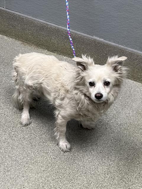 Shelter Stray Male Dog last seen Near BLOCK W CRAIG RD, NORTH LAS VEGAS NV 89032, Las Vegas, NV 89101