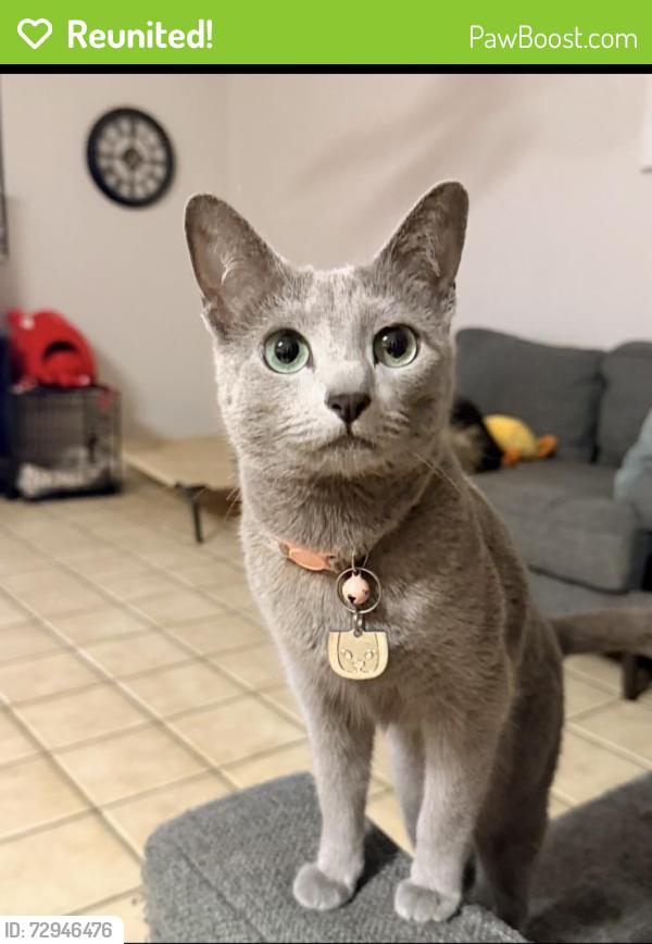 Reunited Female Cat last seen Near W Paulinda Ave, Apopka, FL 32703, USA, Apopka, FL 32703