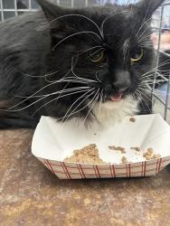 Shelter Stray Female Cat last seen Near BLOCK LORILYN AVE, LAS VEGAS NV 89119, Las Vegas, NV 89101