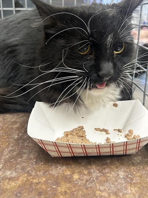 Shelter Stray Female Cat last seen Near BLOCK LORILYN AVE, LAS VEGAS NV 89119, Las Vegas, NV 89101