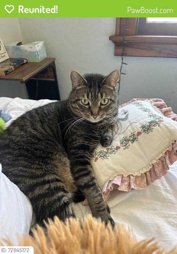 Reunited Male Cat last seen Grant st and 83rd st/82nd st , West Allis, WI 53219