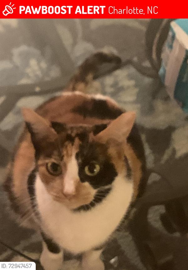 Lost Female Cat last seen The Plaze Extension and Brookstead, Charlotte, NC 28215