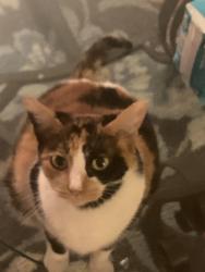 Lost Female Cat last seen The Plaze Extension and Brookstead, Charlotte, NC 28215