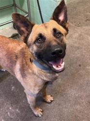 Shelter Stray Male Dog last seen STOCKTON BLVD & 10TH AVE, Sacramento, CA 95818