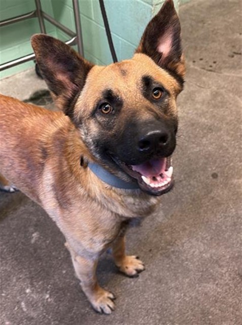 Shelter Stray Male Dog last seen STOCKTON BLVD & 10TH AVE, Sacramento, CA 95818