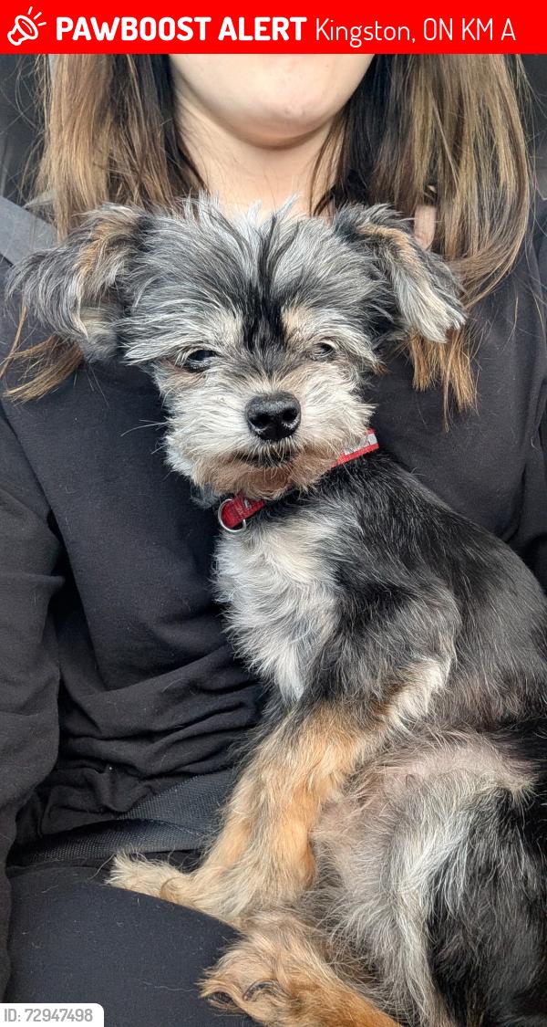Deceased Female Dog last seen Maybe between bayridge high school and st john lll Catholic school , Kingston, ON K7M 7A3