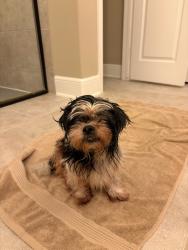 Reunited Male Dog last seen Inside Aston at Cinco Ranch apmt complex, Katy, TX 77450
