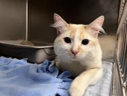 Shelter Stray Male Cat last seen Near BLOCK INTERNATIONAL BLVD, TUKWILA WA 98188, Kent, WA 98032