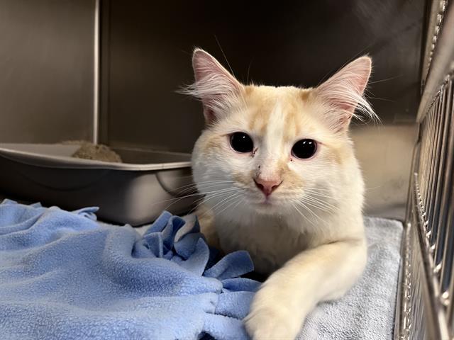 Shelter Stray Male Cat last seen Near BLOCK INTERNATIONAL BLVD, TUKWILA WA 98188, Kent, WA 98032