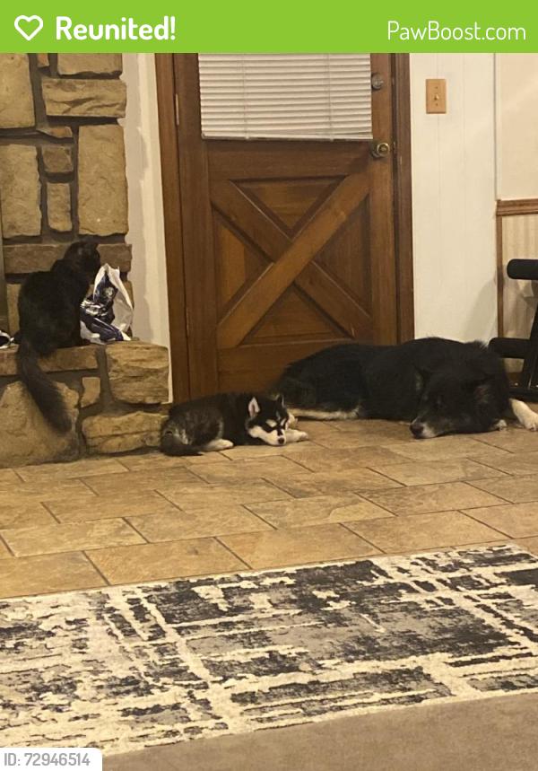 Reunited Male Dog last seen Near S Ash Pl, Broken Arrow, OK 74012, USA, Broken Arrow, OK 74012