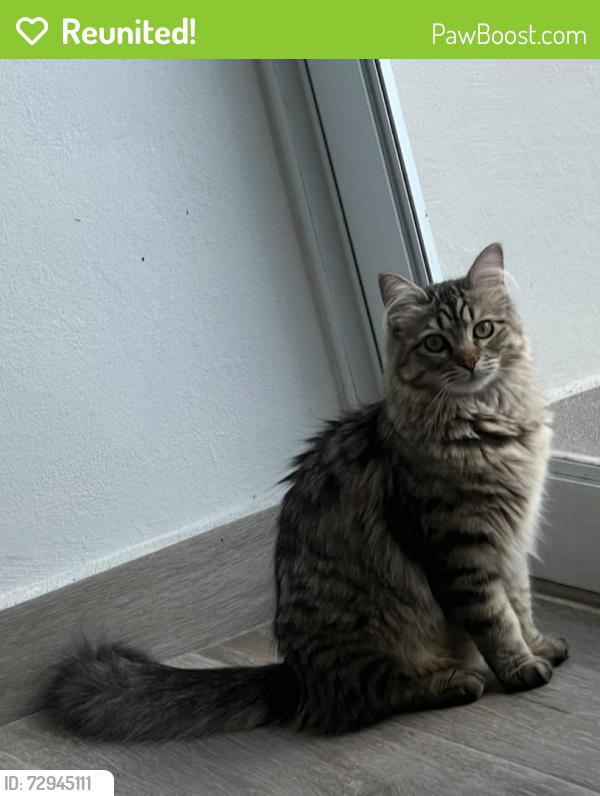 Reunited Female Cat last seen Calle las vistas, Rincón, Gurabo 00778