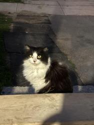 Found/Stray Unknown Cat last seen Hickson ave and Ridout St s, London, ON N6C