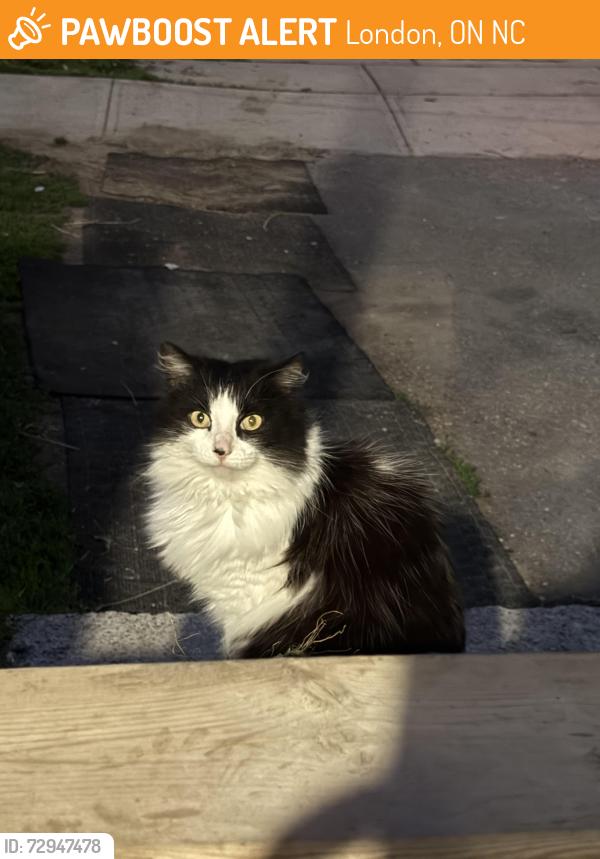 Found/Stray Unknown Cat last seen Hickson ave and Ridout St s, London, ON N6C