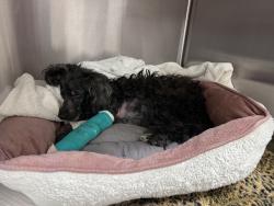 Found/Stray Male Dog last seen East meadow ave and hempsstead turnpike, East Meadow, NY 11554