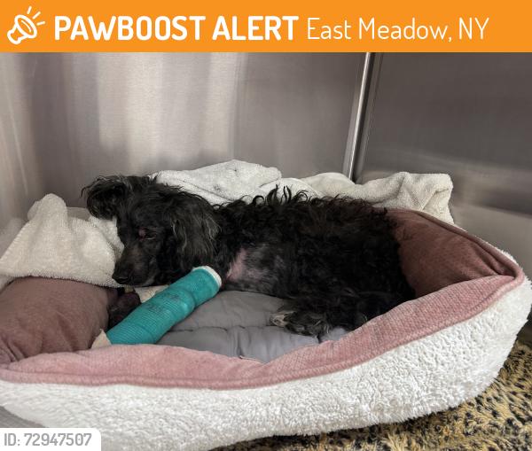 Found/Stray Male Dog last seen East meadow ave and hempsstead turnpike, East Meadow, NY 11554