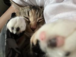 Reunited Female Cat last seen Near Prevost St, Detroit, MI 48227, USA, Detroit, MI 48227