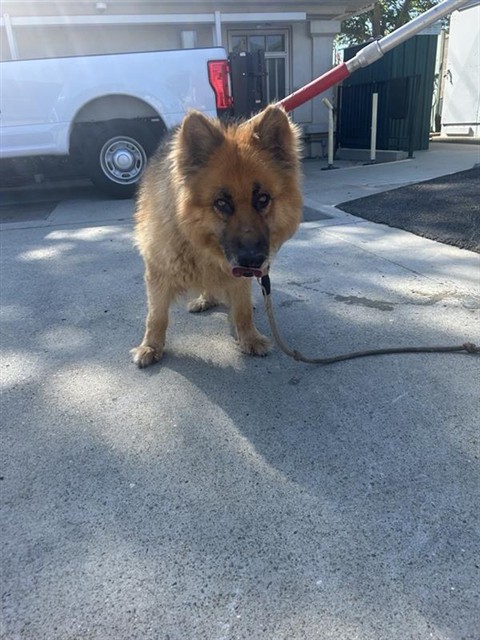 Shelter Stray Male Dog last seen FRUITRIDGE RD & WILKINSON ST, Sacramento, CA 95818