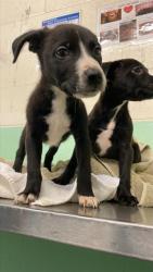 Shelter Stray Male Dog last seen AUBURN BLVD & WATT AVE, Sacramento, CA 95818